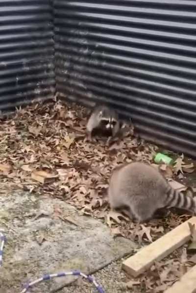 ? Raccoons adorably playing behind someone’s house ?