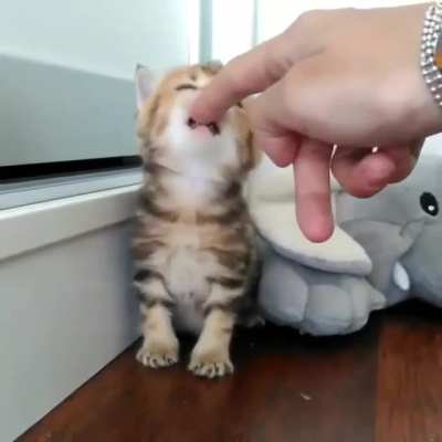 Little tiger ?
