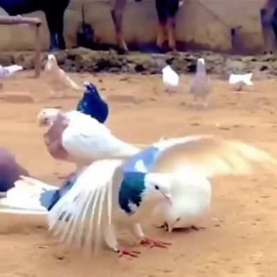 ? Pigeon Backflip