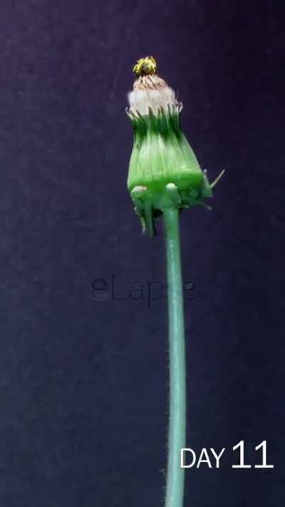 Was amazed to see this dandelion time lapse