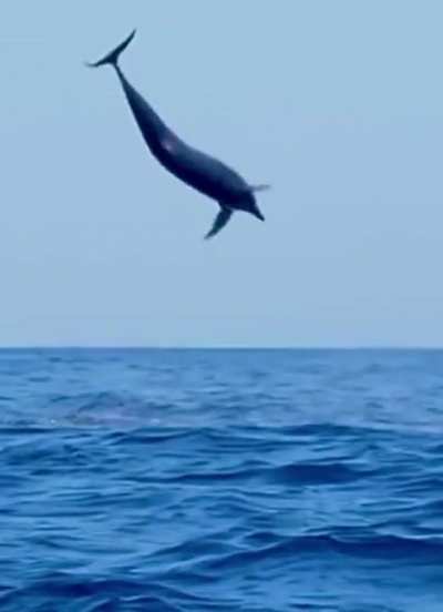 ? great leap of a dolphin