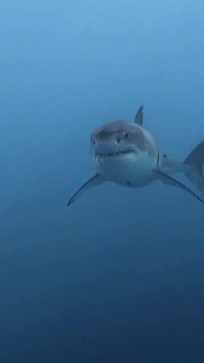 ? This gorgeous White Shark