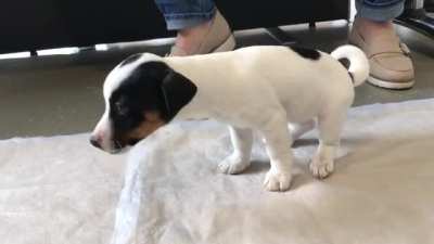 little puppy