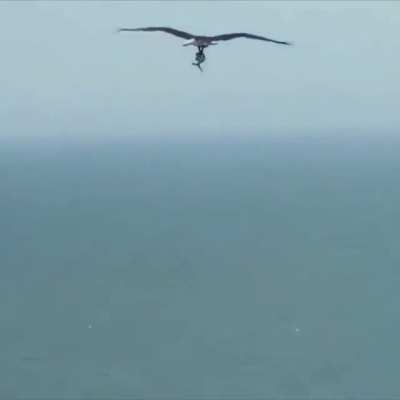 An osprey (nicknamed the “sea hawk”) carrying a live shark in Myrtle Beach, South Carolina
