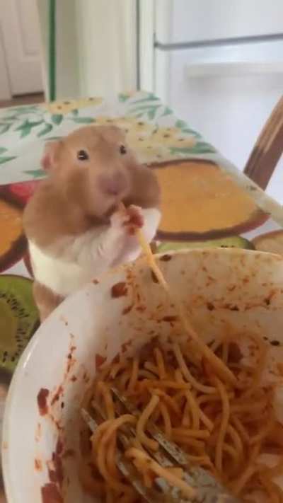 Hamster eating spaghetti