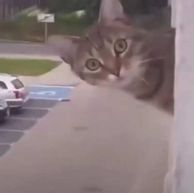 I CAAAN‘T ???