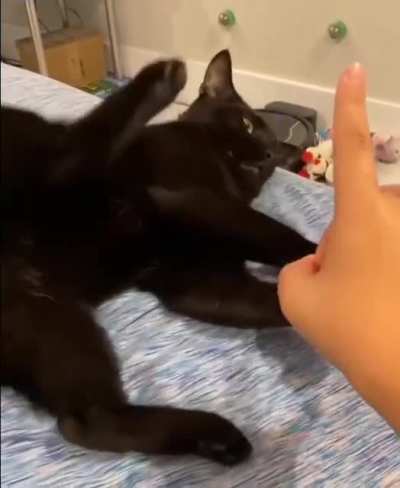 The demon lives inside the cat ?