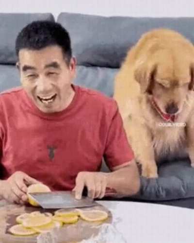 Doggo (gif animation)