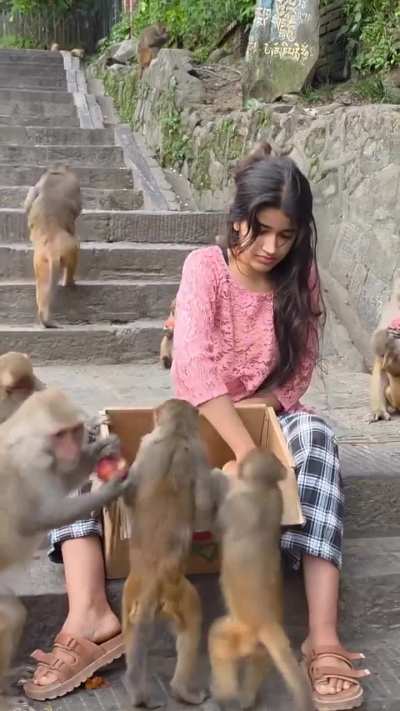 A WHOLESOME SCENE WHERE A GIRL IS FEEDING APPLES TO MONKEYS !?