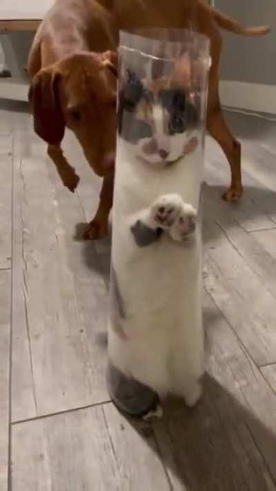 this cat is ?