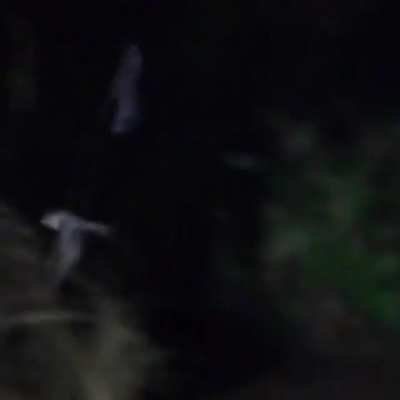 ? The male standard-winged nightjar has anything but standard wings ?