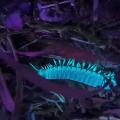 ? A fluorescent millipede under ultraviolet light ?