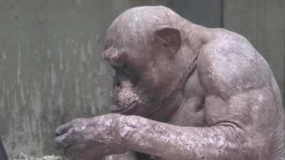 ? Jambo the hairless chimp