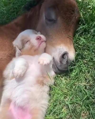 They enjoy each others company !