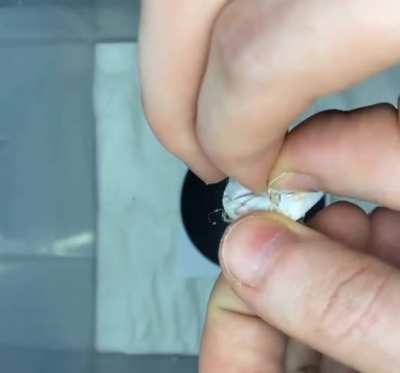 ? Opening a sac of baby Australian Huntsmen