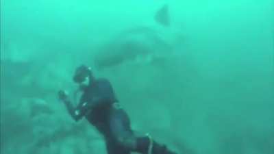 ? A Great White Shark appears out of nowhere and goes by very peacefully