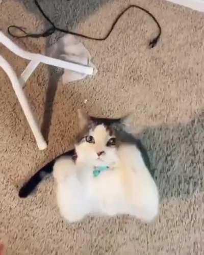 All this kitty wants is to be picked up by her human! ?