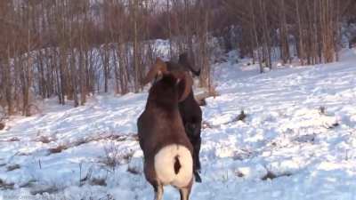 ? Three-way Bighorn Ram Headbutting Battle in Canadian Rockies