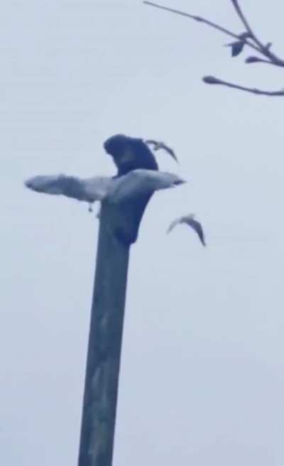 Hummm