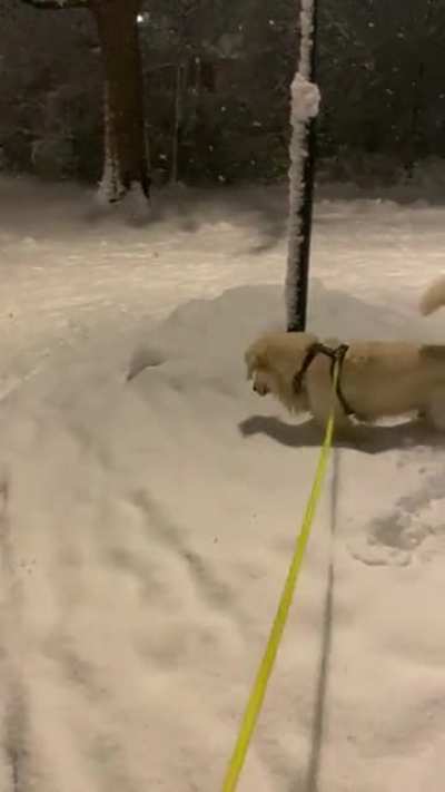 My dog woke me up at 4 am to go out and do this