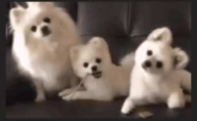 Confused cuteness