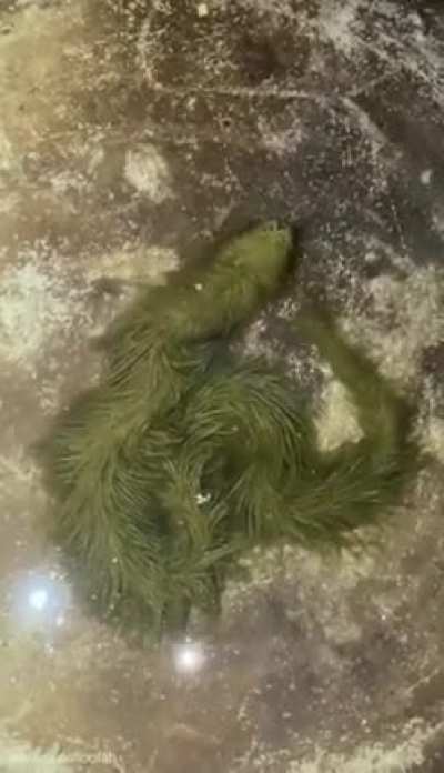 ?A snake covered in algae. A rare event that will end the next time the snake sheds its skin