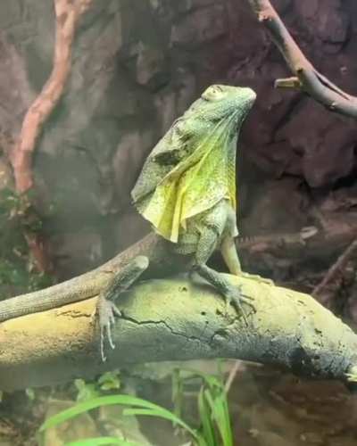 ? Frilled-Neck Lizard