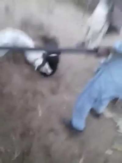 Dog fight with a twist