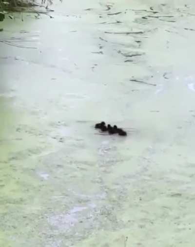 life’s hard as a duckling when mum keeps disappearing every 5 seconds