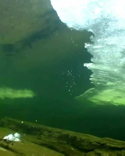 ? Cute bird diving in icy water