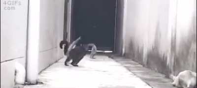 Kitty-Cat