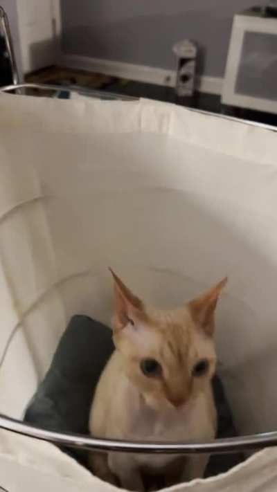 Cat.