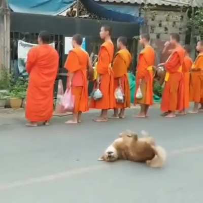 Doggo is not zen