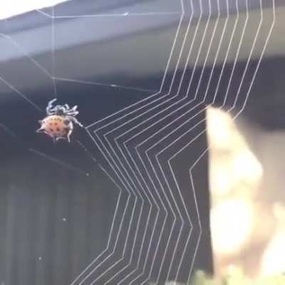 ? Spider weaving a web