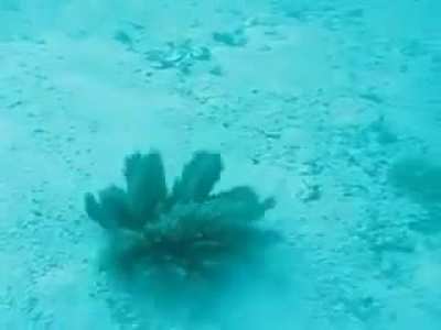 How this sea plant reacts when it is touched