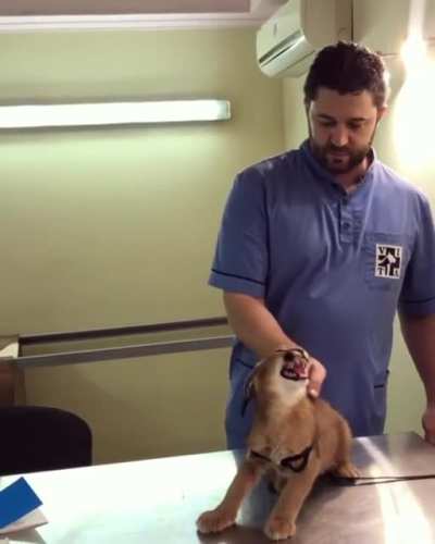 "No shots Dr. Vet man! I am fierce! Ok one shot...but I didn't like it."