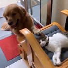 Best buddies