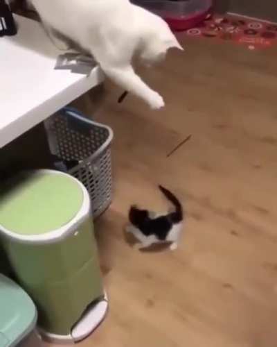 Meow irl