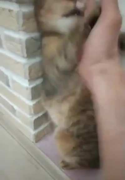 Cat.