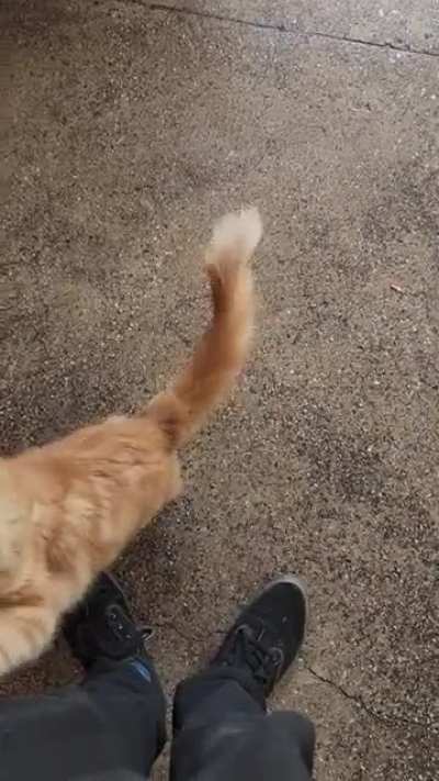 this cat i "saved" recognized me