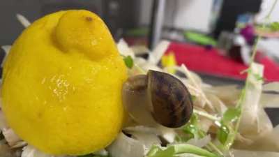 Snail tries out some lemon and instantly regrets it (Regret at 0:18)