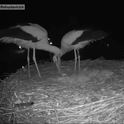 ? A stork couple celebrating their first egg (Sound on)