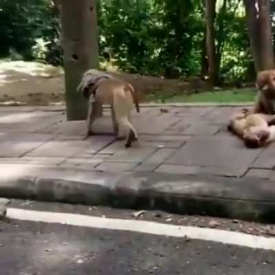 Even the monkey is following the face mask regulations ? but with a scarf