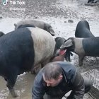 Man brings pig back to life ❤️ (Credit to ladbible) this really made me smile, how much he cares for that animal.