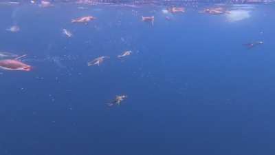 ? Penguins swimming in Antarctica under our zodiac boat.