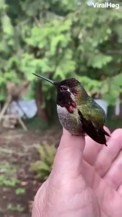 ?Awesome little bird.