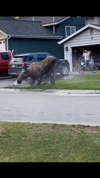 ? Momma moose using a sprinkler to cool off