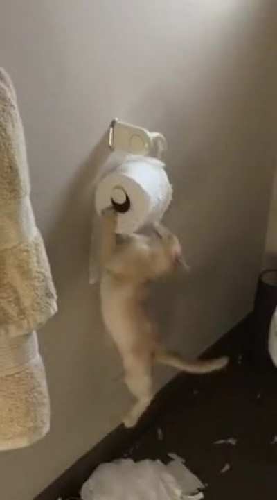 Cats being cats I guess ?