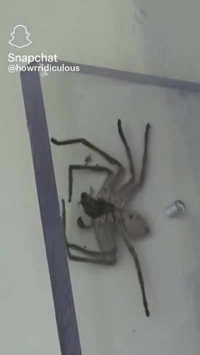 Feeding a demonic spider with da boys