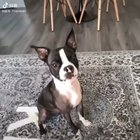 Playing with your dog...
